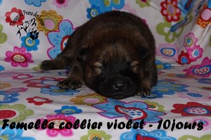 chiot eurasier