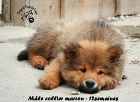 chiot eurasier