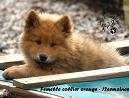 chiot eurasier