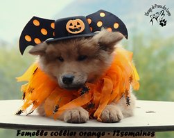 chiot eurasier