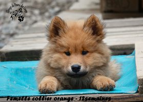 chiot eurasier