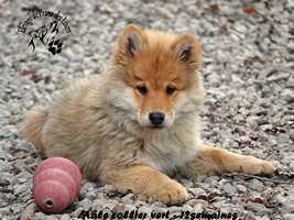 chiot eurasier