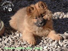 chiot eurasier
