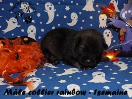 chiot eurasier