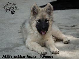 chiot eurasier