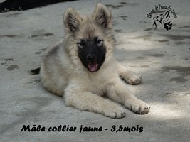 chiot eurasier
