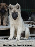chiot eurasier