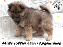 chiot eurasier