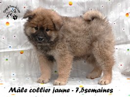 chiot eurasier