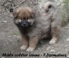 chiot eurasier