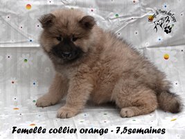 chiot eurasier