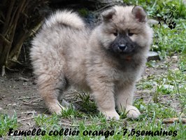 chiot eurasier