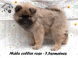 chiot eurasier