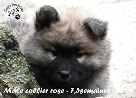 chiot eurasier