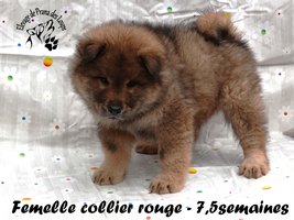 chiot eurasier