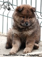 chiot eurasier