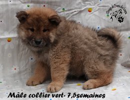 chiot eurasier