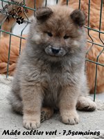 chiot eurasier