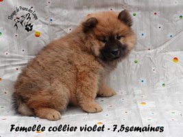 chiot eurasier