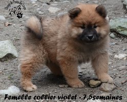 chiot eurasier