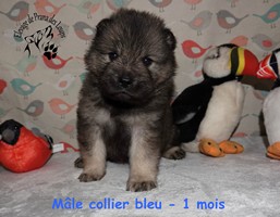 chiot eurasier