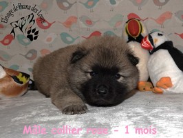 chiot eurasier
