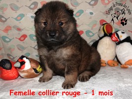 chiot eurasier