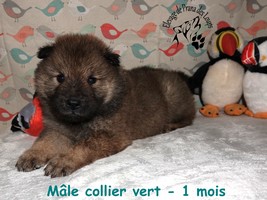 chiot eurasier