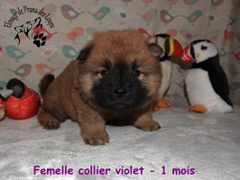 chiot eurasier