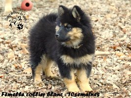 chiot eurasier