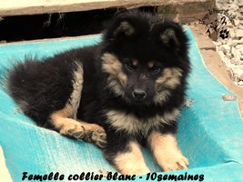 chiot eurasier