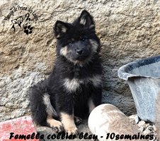chiot eurasier
