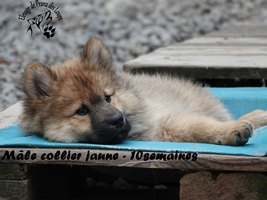 chiot eurasier