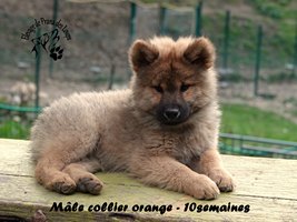 chiot eurasier