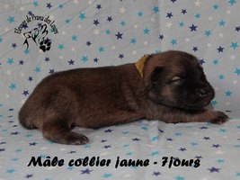 chiot eurasier