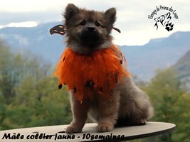 chiot eurasier