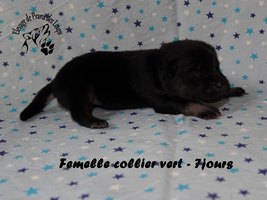 chiot eurasier