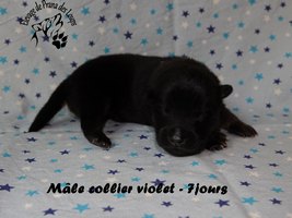 chiot eurasier