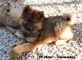 chiot eurasier