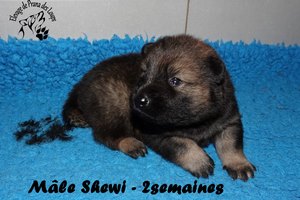 chiot eurasier