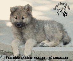 chiot eurasier