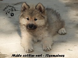 chiot eurasier