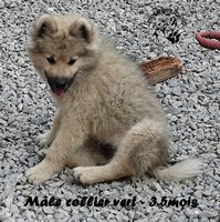 chiot eurasier