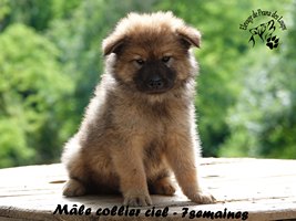chiot eurasier