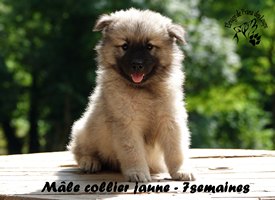 chiot eurasier
