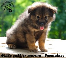 chiot eurasier
