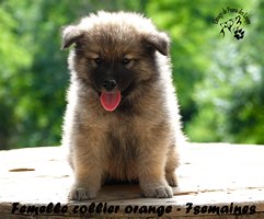 chiot eurasier