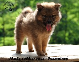chiot eurasier