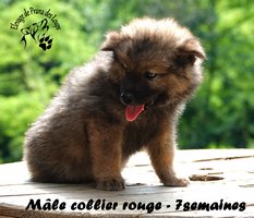 chiot eurasier