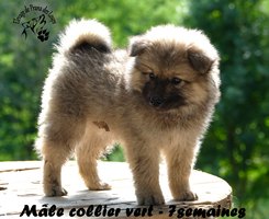 chiot eurasier